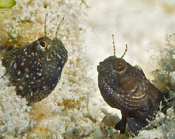 You talkin' to me? Two Sailfin Blennies in what appears t... by Jim Chambers 